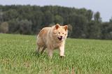 CHIEN FINNOIS DE LAPONIE 682